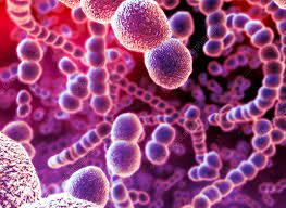 Streptococcus Bacterium